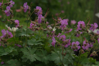 Geranium x  cantabrigiense 'Cambridge' bestellen